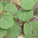 Image result for Adenia gummifera