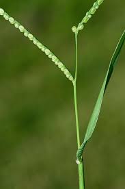 Image result for Paspalum
