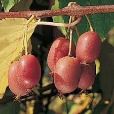 Hardy Red Kiwi One Green World Hardy Kiwi Edible Landscaping Fruit