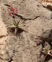 Image result for Aloe christianii