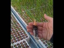 Hydroponic Spring Onion Hydroponics Spring Onion Aquaponics