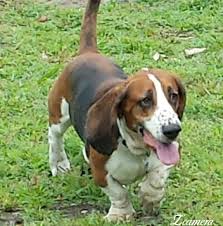 Maybe you would like to learn more about one of these? Basset Hounds Of Serenity Mn Home Facebook