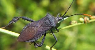 Black Beetle Stink Bug Weekend Gardening Squash Cucumber And Pumpkin Pests Andrea Meyers Squash Bugs Stink Bugs Leaf Footed Bug