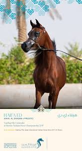 Haifa Ed 2017 Menton Contender Arabian Horse Horses Equines