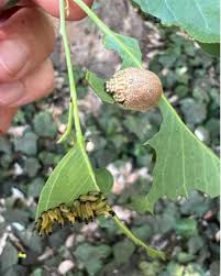 Image result for Paropsia braunii