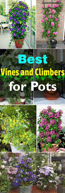 While all varieties are beautiful, keep an eye out for the sweetly scented selections. 24 Best Vines For Containers Climbing Plants For Pots Balcony Garden Web