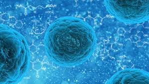 Image result for a living cell