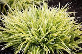 Japanese Forest Grass Is A Great Perennial Ornamental Grass For Shade Shade Grass Japanese Forest Grass Ornamental Grass Landscape