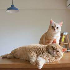 Muffin Cheese Pretty Cats Beautiful Cats Cute Cats And Kittens