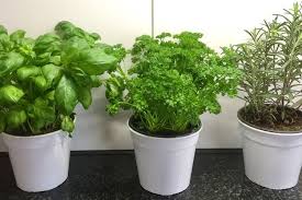 Dann haben sie genau die richtige entscheidung getroffen, um in zukunft die speisen mit taufrischem oregano, dill. Frische Krauter Ernte Von Der Fensterbank So Wirds Gemacht