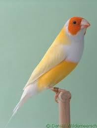 Orange Breasted Bird With Black And White Wings Pin On Birds