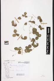 Image result for Macrotyloma tenuiflorum