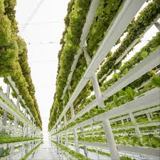 A reflection paper refers to one where the student expresses their thoughts and sentiments about specific issues. Feeding The Future Of Agriculture With Vertical Farming