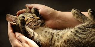 Maybe you would like to learn more about one of these? Cara Merawat Kucing Dengan Baik Dan Mudah Perhatikan Kebersihannya Merdeka Com