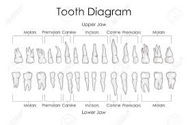 Medical Education Chart Of Biology For Human Teeth Diagram Vector