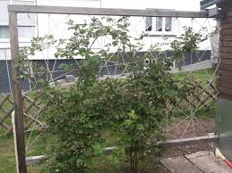 Rankhilfe Brombeeren Garten Deko Garten Garten Ideen
