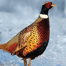 Pheasant Hunting 6 Ways To Outsmart Late Fall Roosters Pheasant Hunting Upland Bird Hunting Bird Hunting