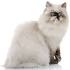Himalayan Cat Breed Profile | Petfinder