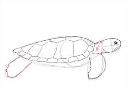 Maybe you would like to learn more about one of these? How To Draw A Turtle Step By Step Guide