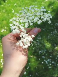 Die holunderblüte ist die blüte des holunderbusches. Holunderbluten Sammeln Und Holunderblutensirup Selber Machen