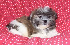 He came from a house with kids so we know that he's okay. Teddy Bear Puppies For Sale Wisconsin