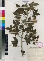 Image result for Gossypioides kirkii