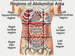 Image Result For Body Quadrants With Organs Anatomy Organs Human Body Anatomy Body Anatomy