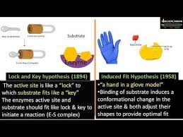 Thereby, the induced fit model describes the mechanism of nonaction over competitive inhibitors. Difference Between Lock And Key Hypothesis And Induced Fit Hypothesis Biology Notes Lock And Key Hypothesis