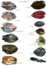 Philodendron Black Cardinal In 2020 Philodendron Plant Plant Leaf Identification Greenhouse Plants