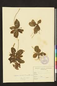Image result for Elytraria acaulis
