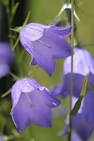 Bell Flower Campanula Family Campanulaceae Purple Bell Flowers Beautiful Flowers Beautiful Flowers Garden