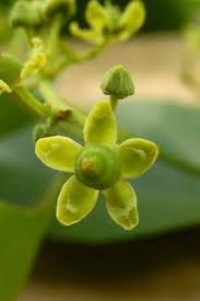 Image result for Hippocratea parviflora
