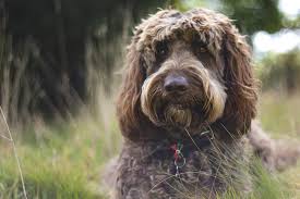 Maybe you would like to learn more about one of these? Labradoodle Dog Breed Information Characteristics Daily Paws