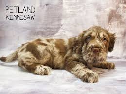 Purebred puppies designer hybrid puppies boarding services obedience. Mini Hippo Dog Choc Merle Id 2232330 Located At Petland Kennesaw