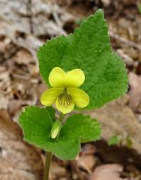 5 5 14 Downy Yellow Violet Viola Pubescens Planting Flowers Wonderful Flowers Indoor Flowering Plants