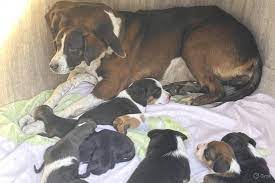 Pregnant dog and puppies rescued from street