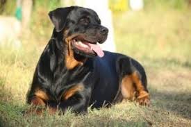 Rottweiler Cinsi Kopekler Hakkinda Daha Fazlasini Ogrenin My Animals