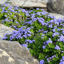Image result for Ageratum
