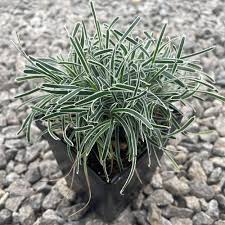 Image result for Ficinia