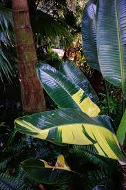 Image result for Strelitzia alba