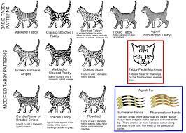 Colour And Pattern Charts Tabby Cat Bengal Cat Tabby Cat Pictures