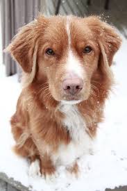 Ich Liebe Hunde Cachorros Adorables Perros Perros Cachorros