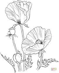 Bouquet de coquelicots page 1 avec 1 en qualité hd. Poppies Coquelicot Dessin Coloriage Dessin Fleur