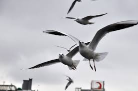 Animals Marti Kus Bird Hayvanlar Alemi Hayvanlar Kus