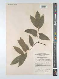 Image result for Millettia psilopetala