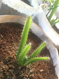 Personally, i grow fruit indoors so i can actually eat the fruit, dragon fruit plants can take up to 6 years to become mature enough to produce fruit if you grow it from seed. Dragonfruit Grown From Seed Gardening