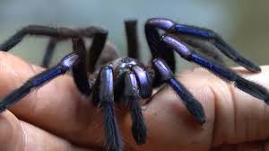 Image result for Blue Lightning 2005 Spider