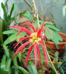 Image result for Calliandra tweedii