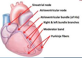 Heart Anatomy Heart Anatomy Anatomy Flashcards Anatomy
