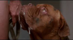 Jul 28, 1989 · turner & hooch: Este No Es Tu Cuarto Socios Y Sabuesos Youtube